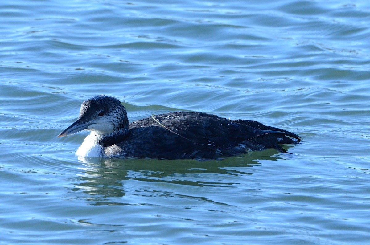 Common Loon - ML646252019