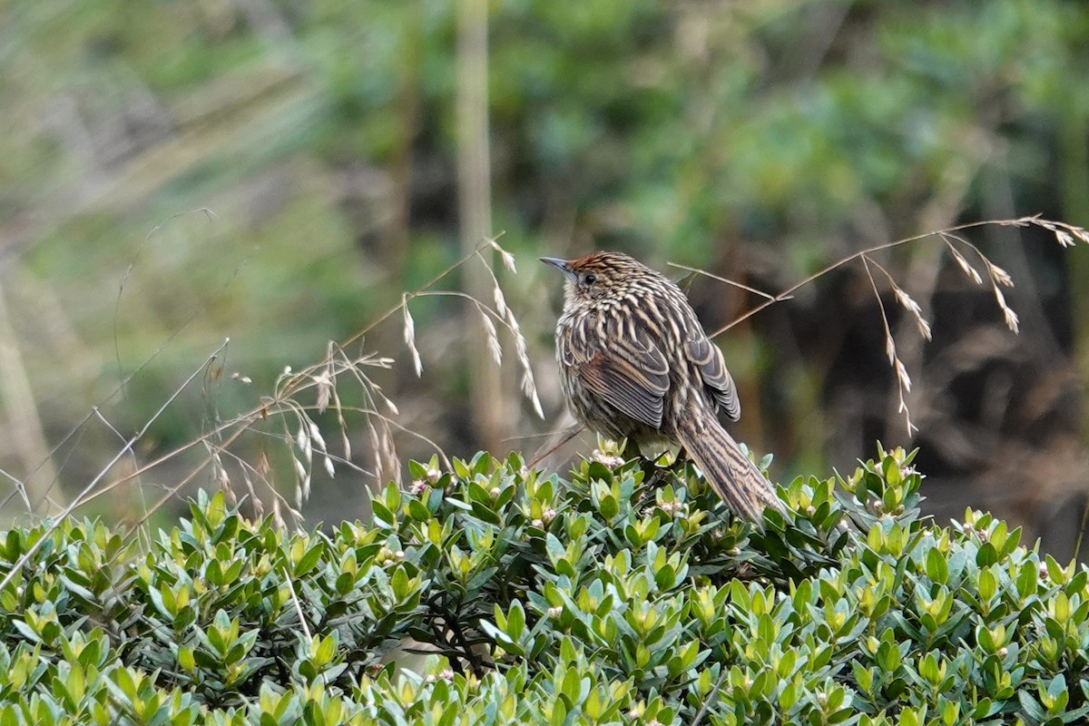 Scribble-tailed Canastero - ML646252020