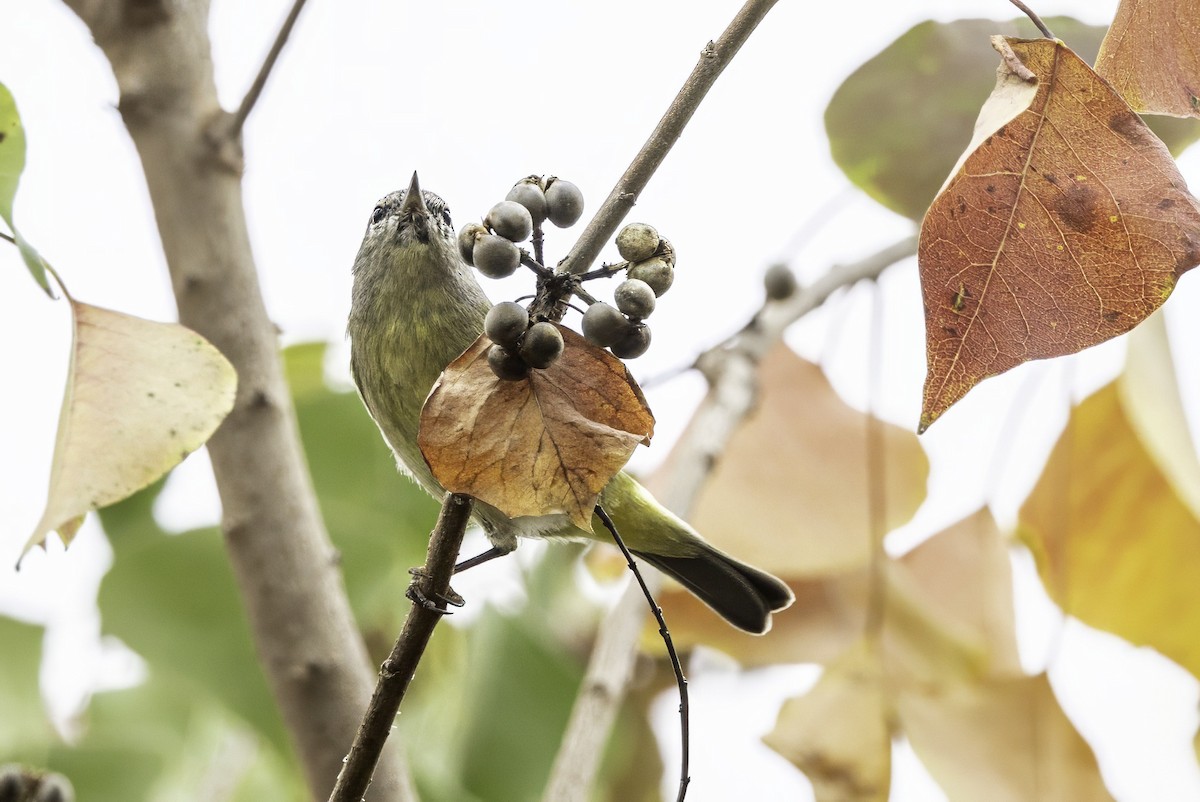 Orange-crowned Warbler - ML646252021