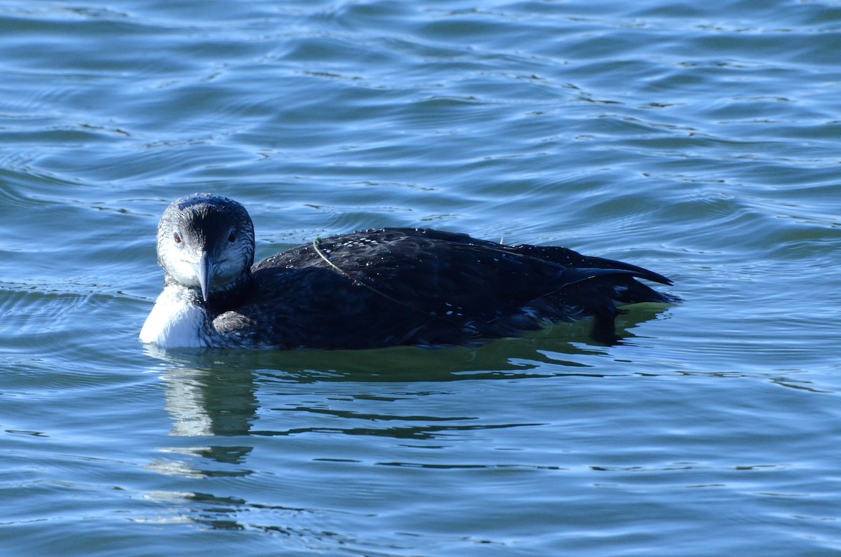 Common Loon - ML646252022