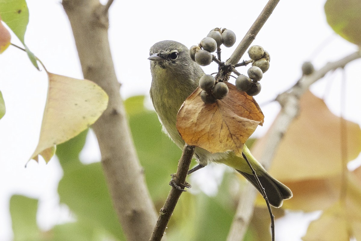 Orange-crowned Warbler - ML646252023