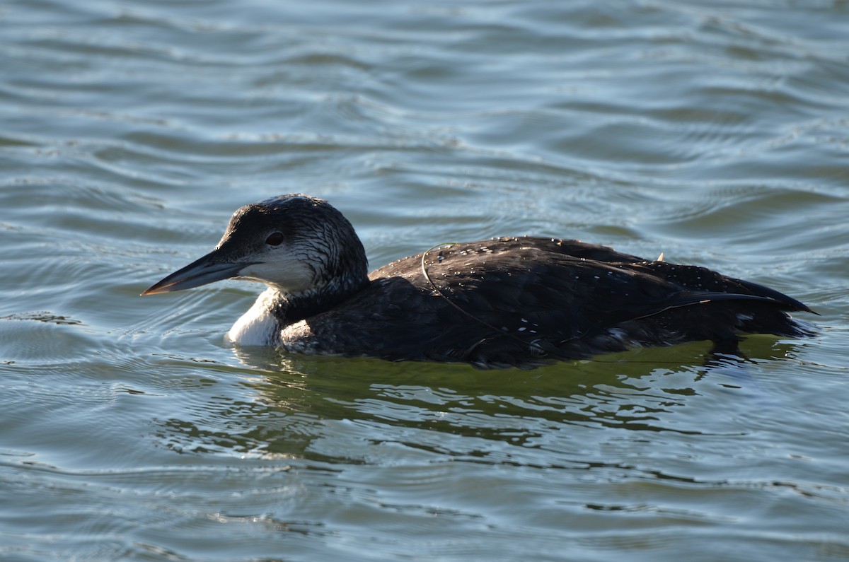 Common Loon - ML646252024