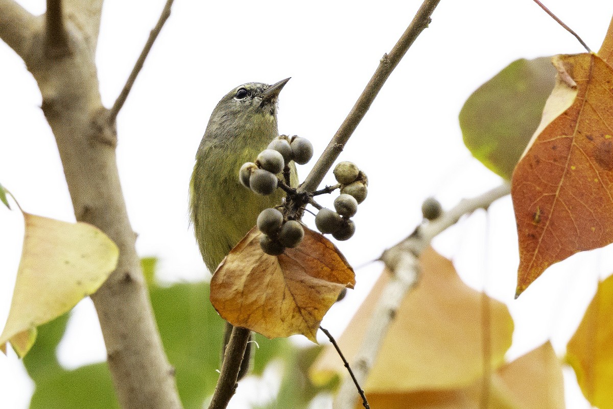 Orange-crowned Warbler - ML646252025