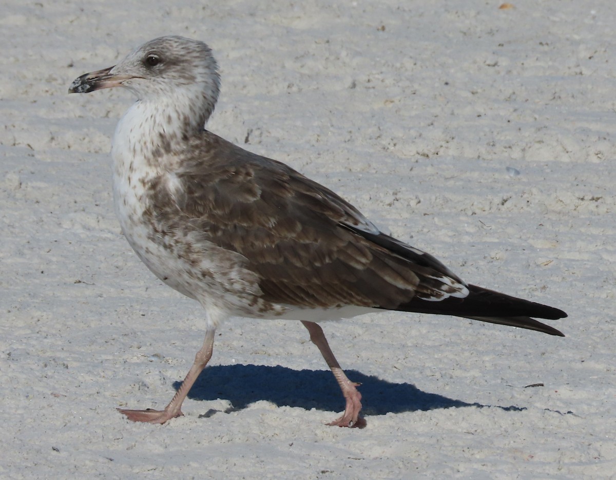 Lesser Black-backed Gull - ML646252026