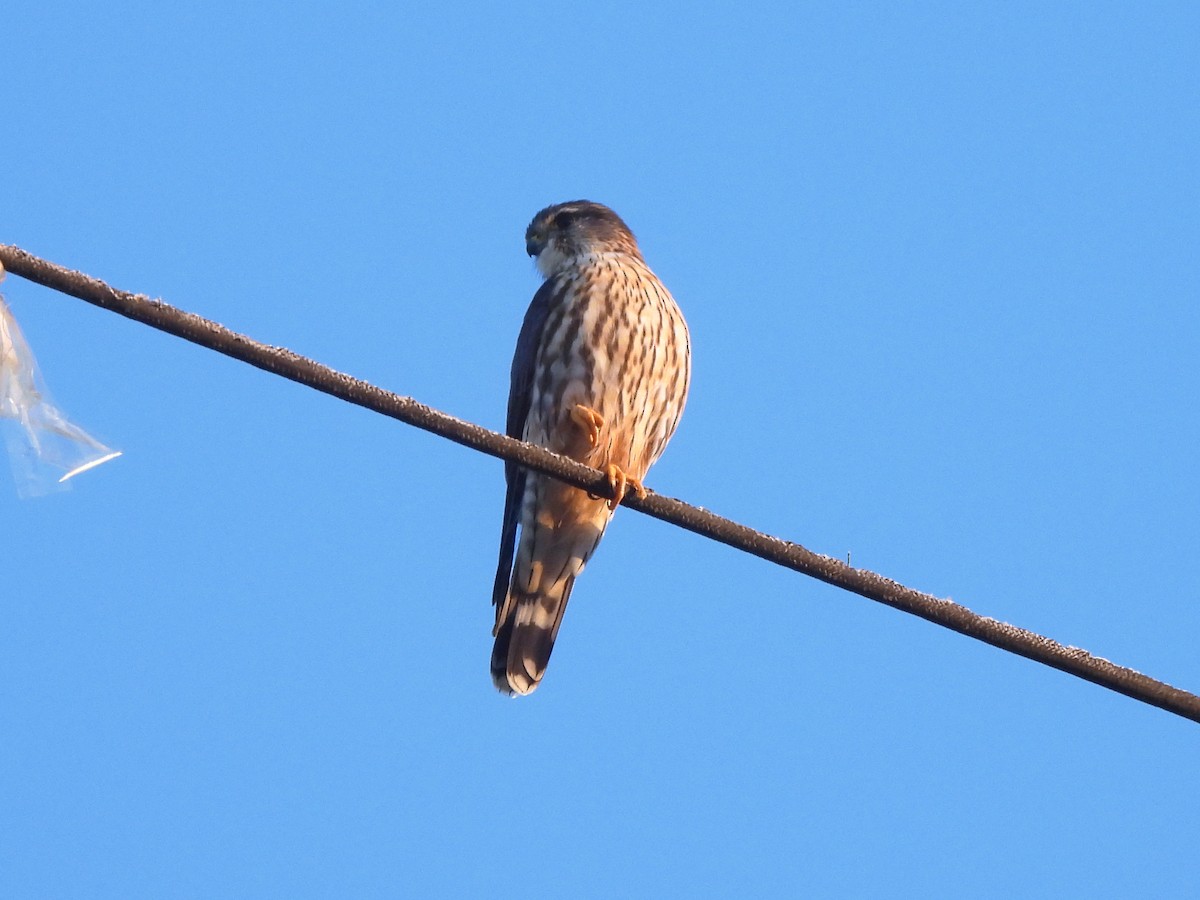 Merlin (Taiga) - ML646252027