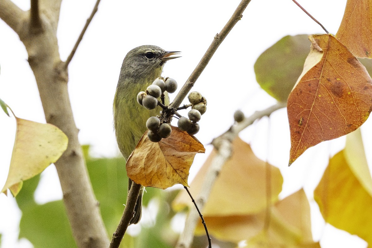 Orange-crowned Warbler - ML646252028