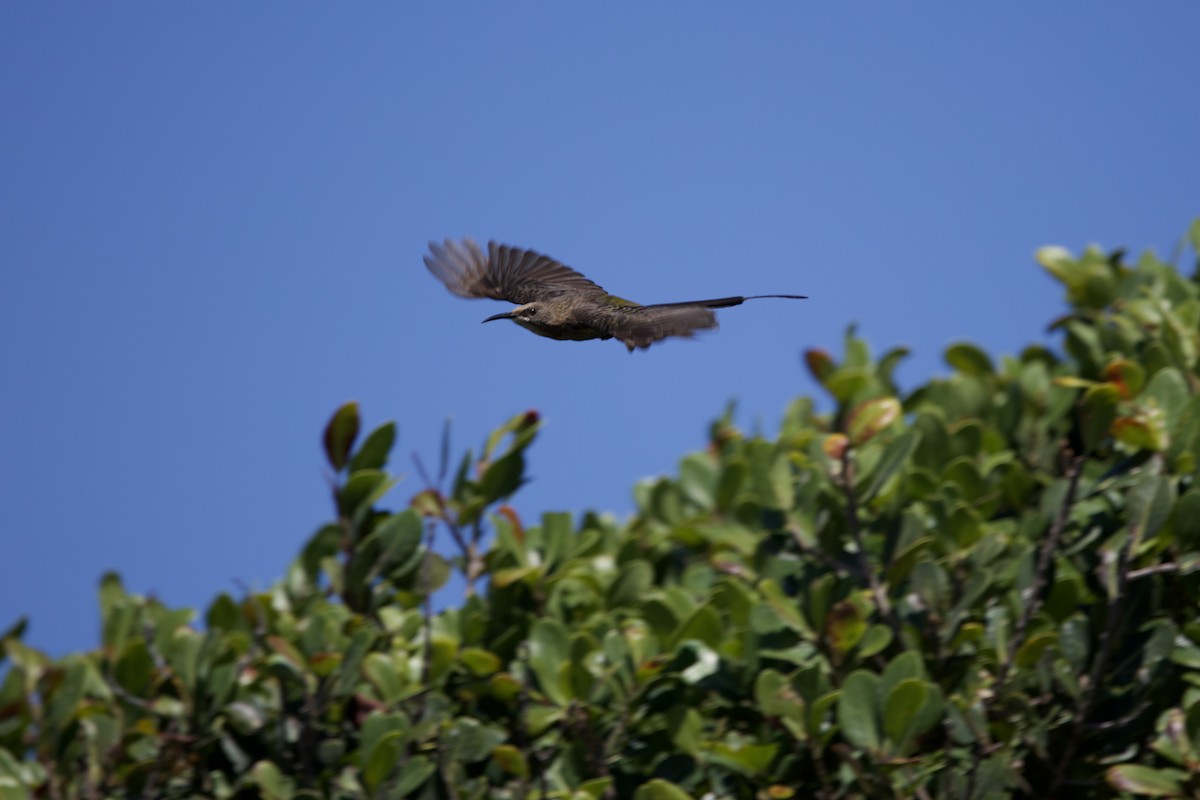 Cape Sugarbird - ML646252029