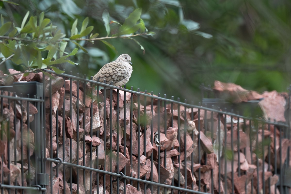 Inca Dove - ML646252030