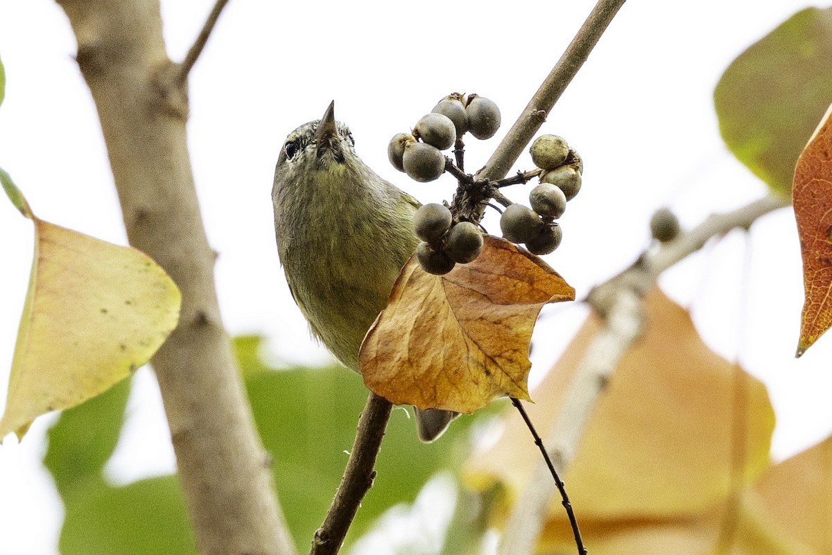 Orange-crowned Warbler - ML646252031