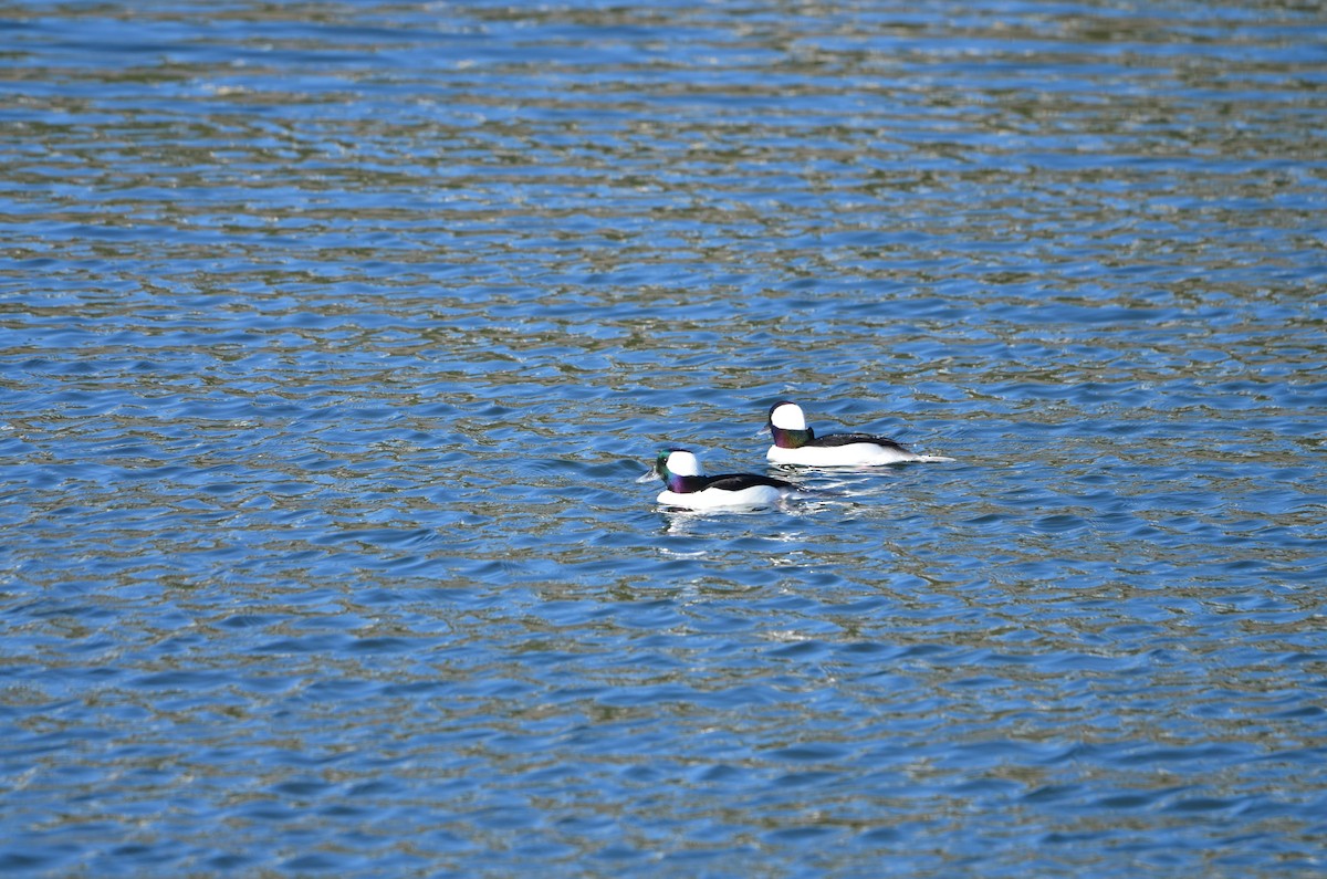 Bufflehead - ML646252032