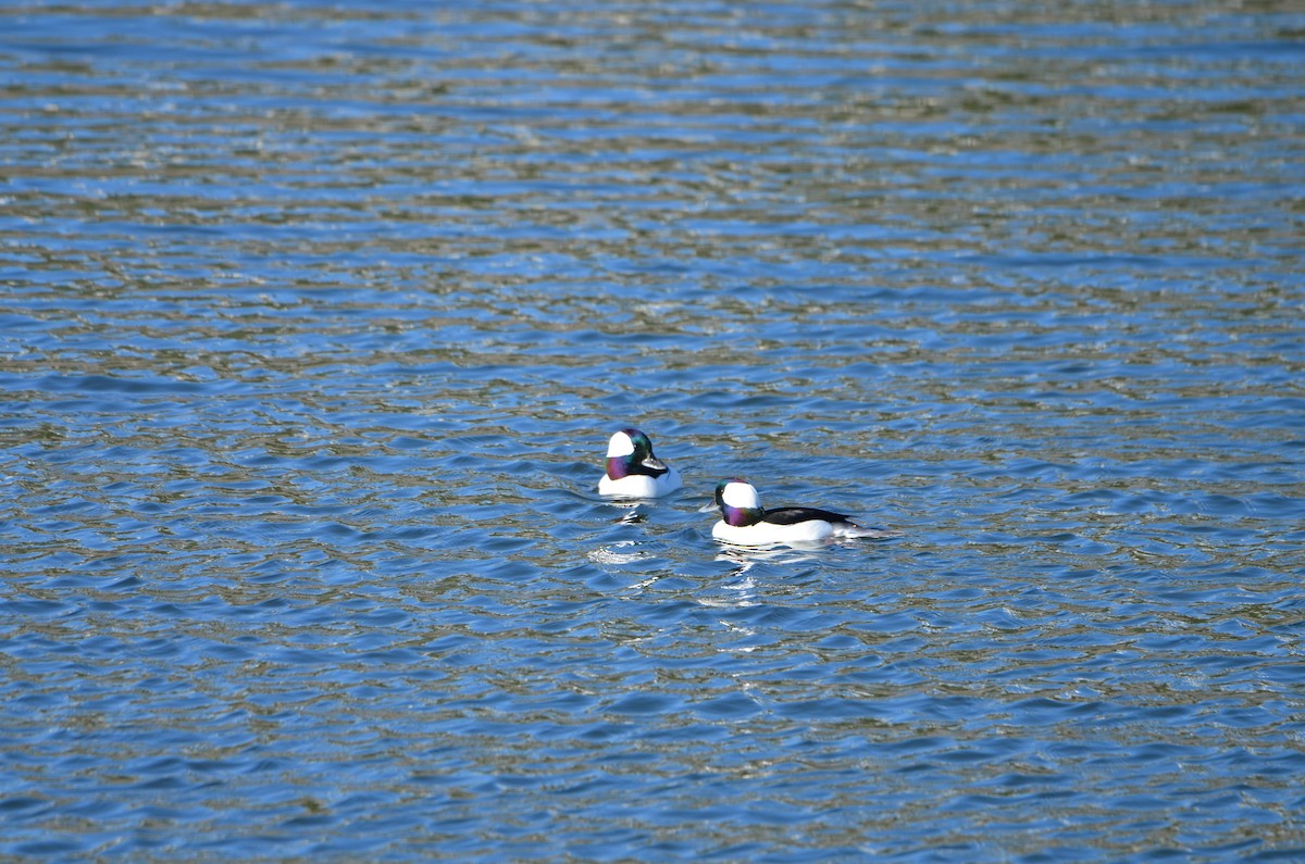 Bufflehead - ML646252033