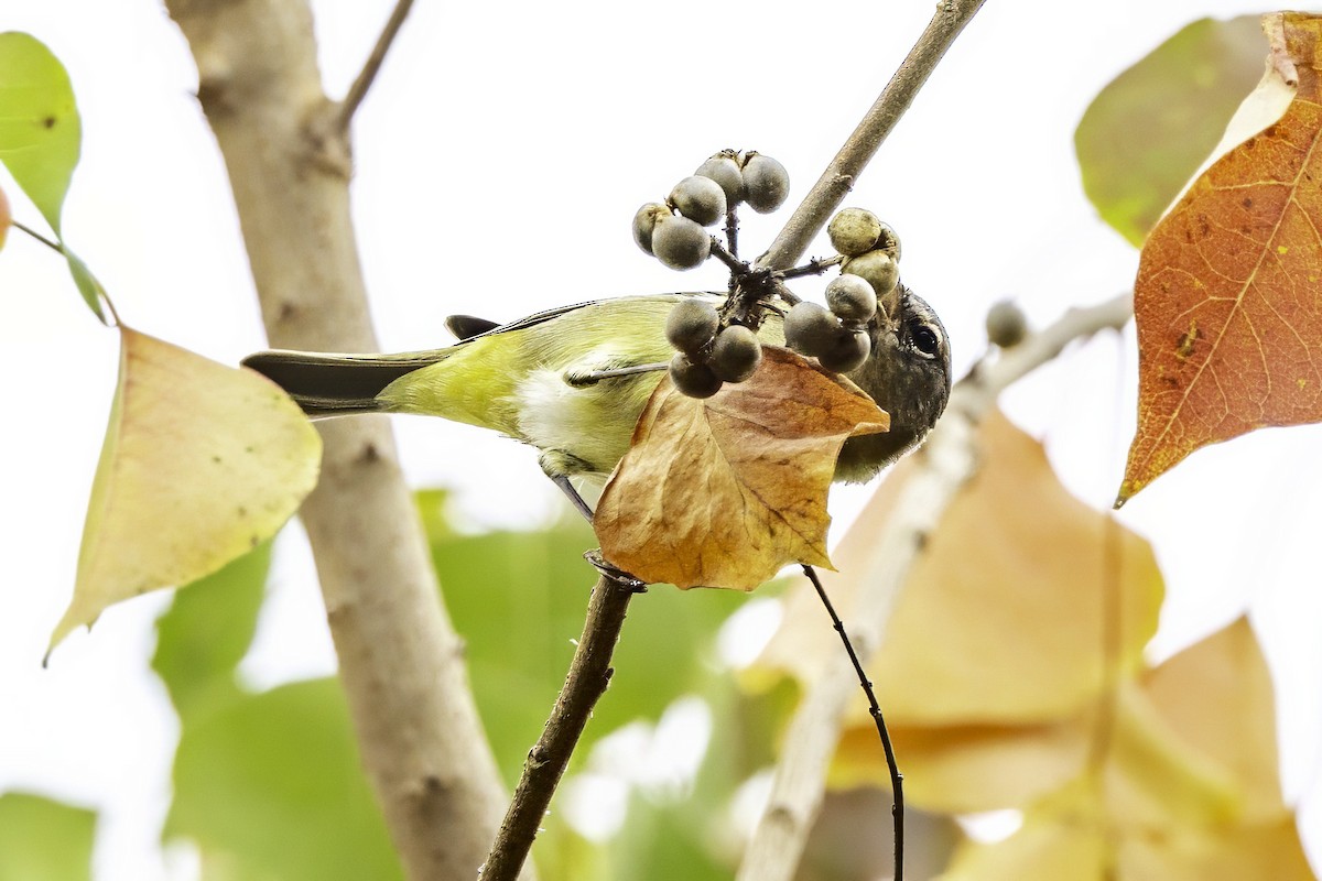 Orange-crowned Warbler - ML646252035