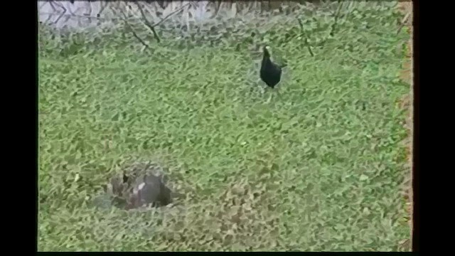 Малая султанка - ML646252036