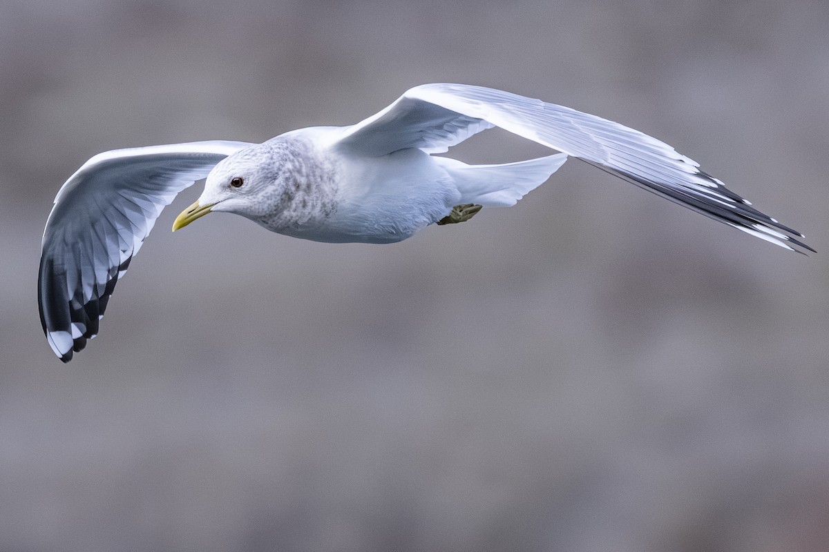 Short-billed Gull - ML646252037