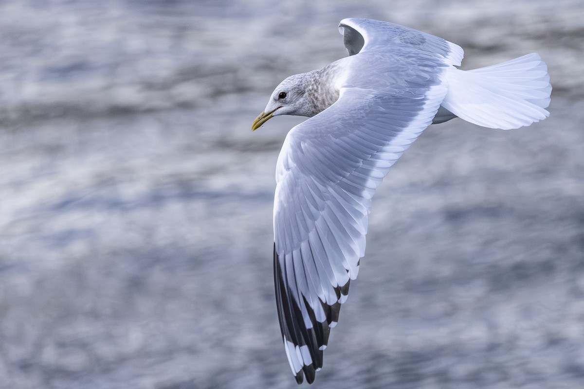 Short-billed Gull - ML646252038