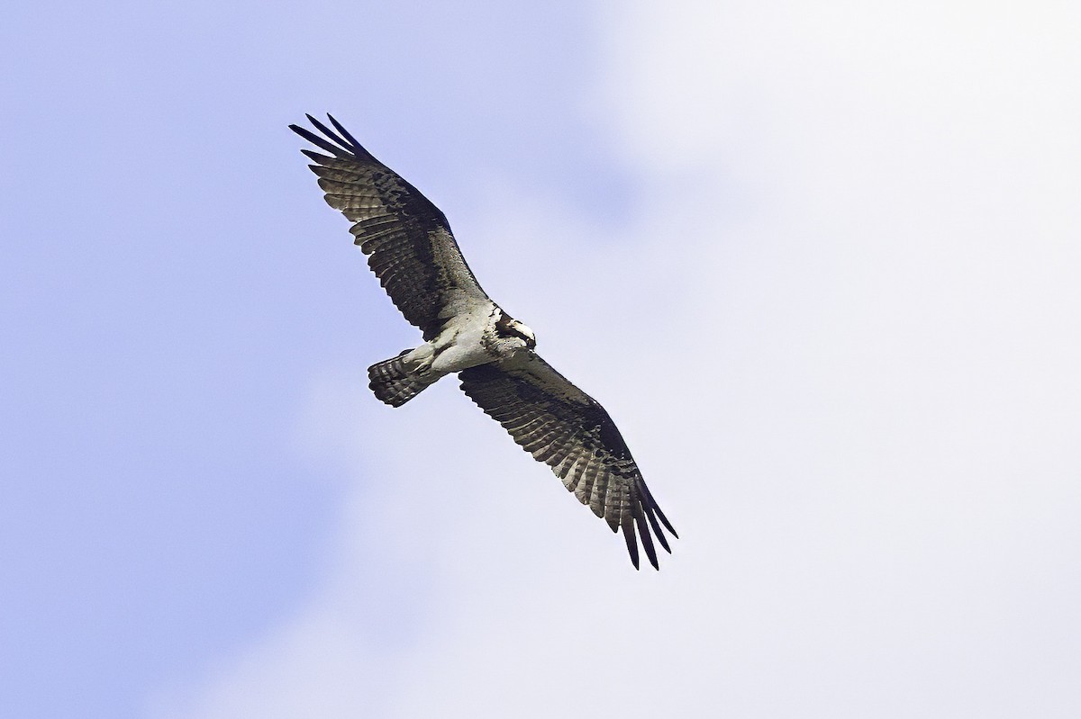 Osprey - ML646252040