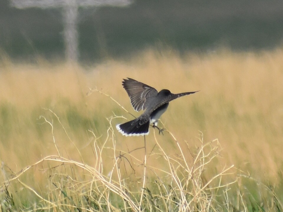 Eastern Kingbird - ML646252041