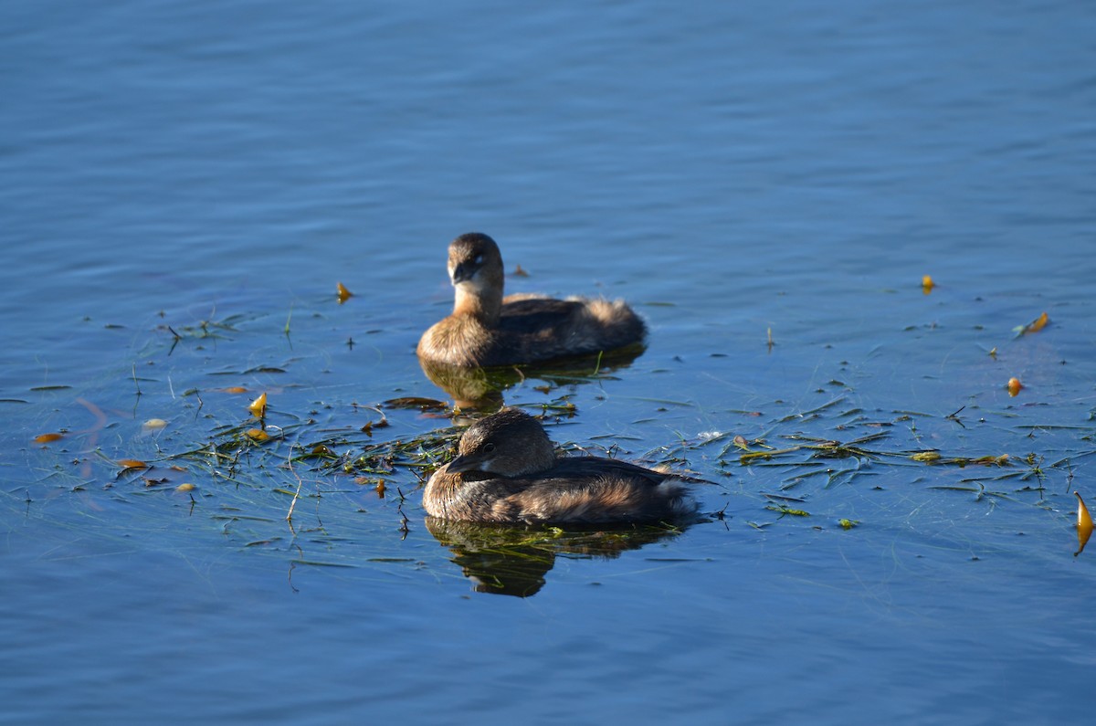 Pied-billed Grebe - ML646252042