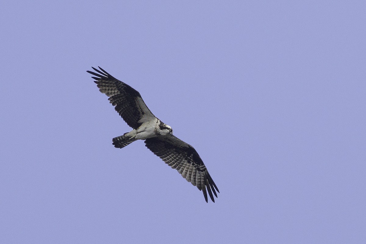 Osprey - ML646252043