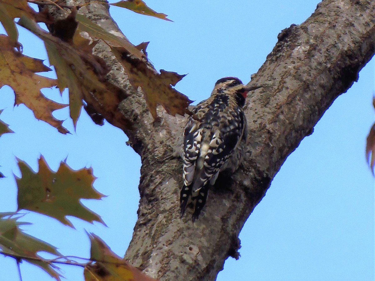 Yellow-bellied Sapsucker - ML646252044