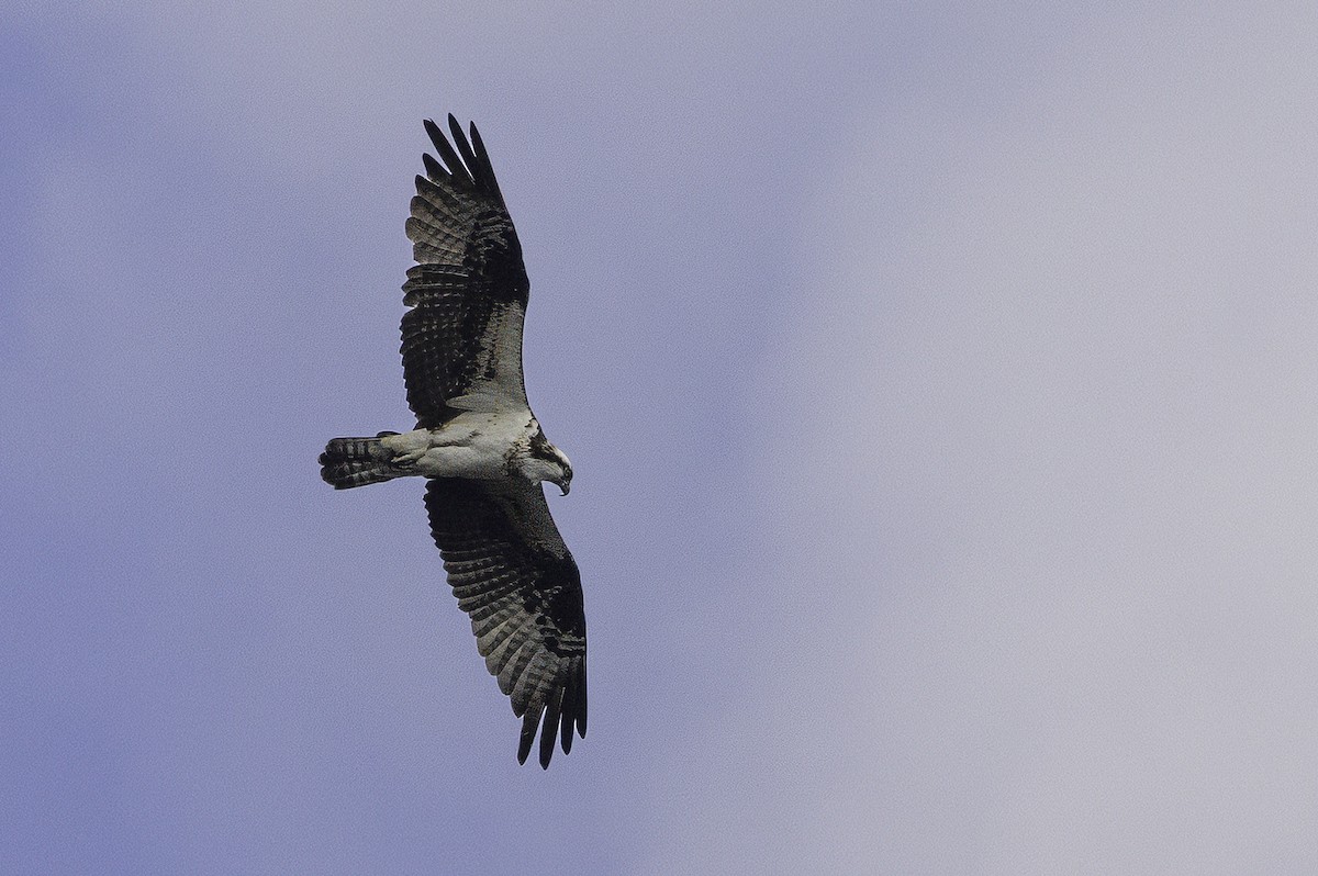 Osprey - ML646252045