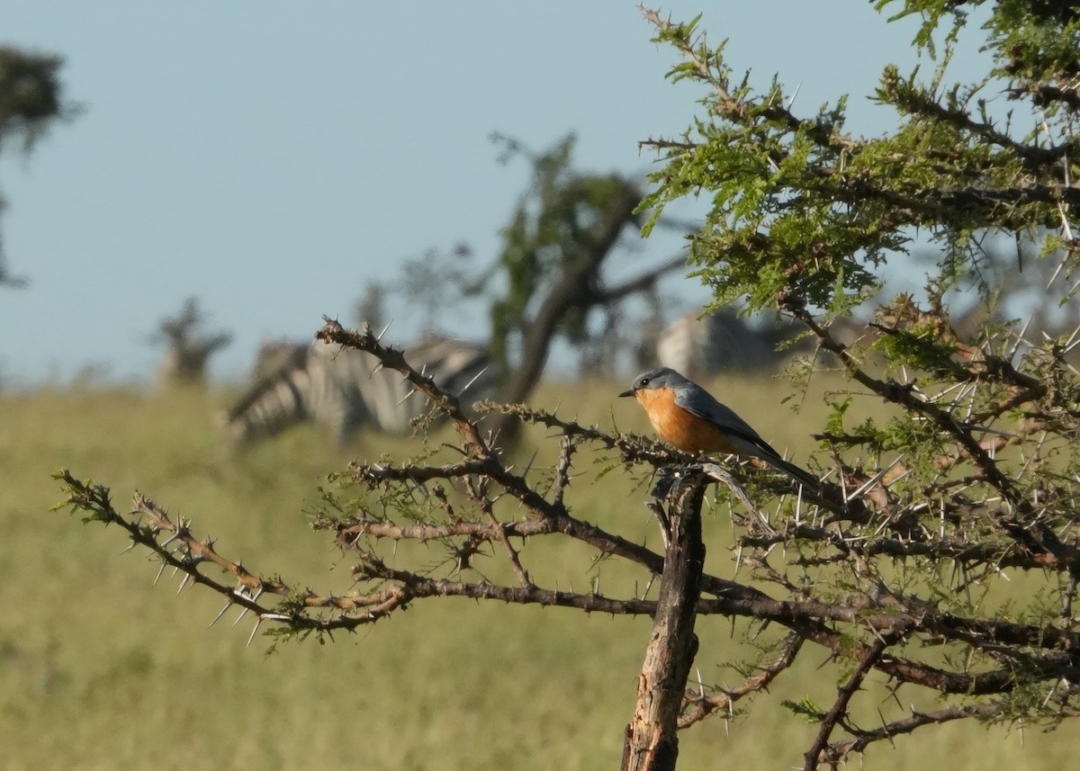 Silverbird - ML646252046