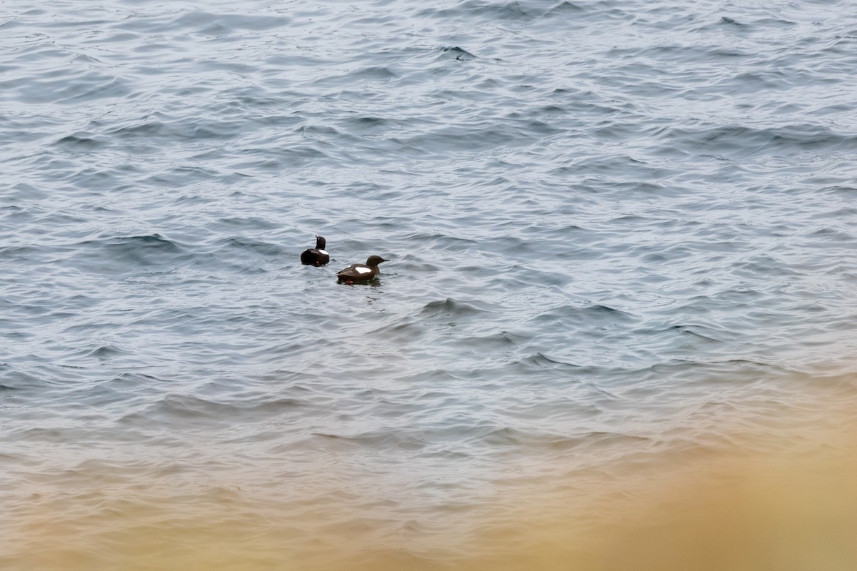 alkoun obecný - ML646252053