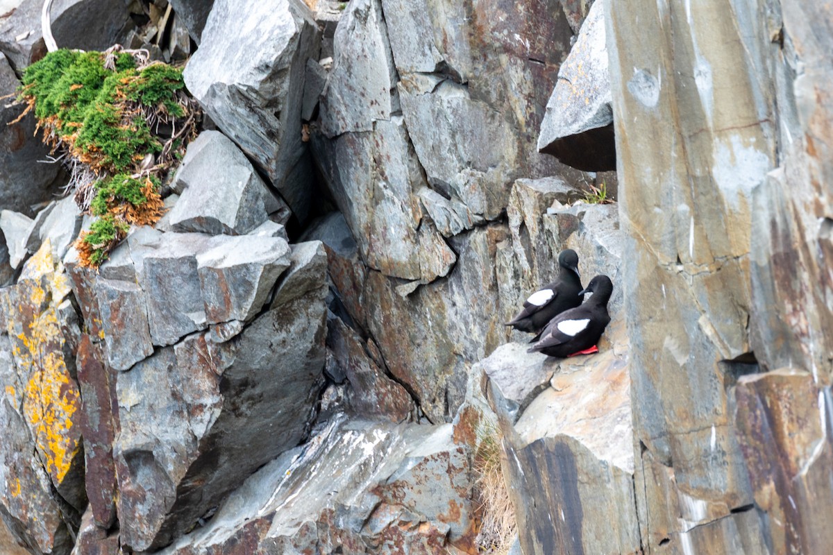 alkoun obecný - ML646252054