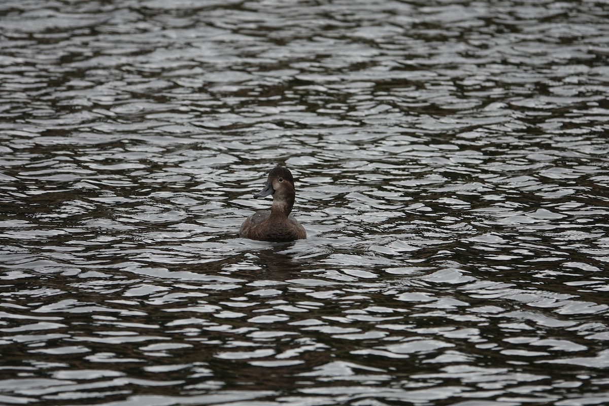 Redhead - ML646252057