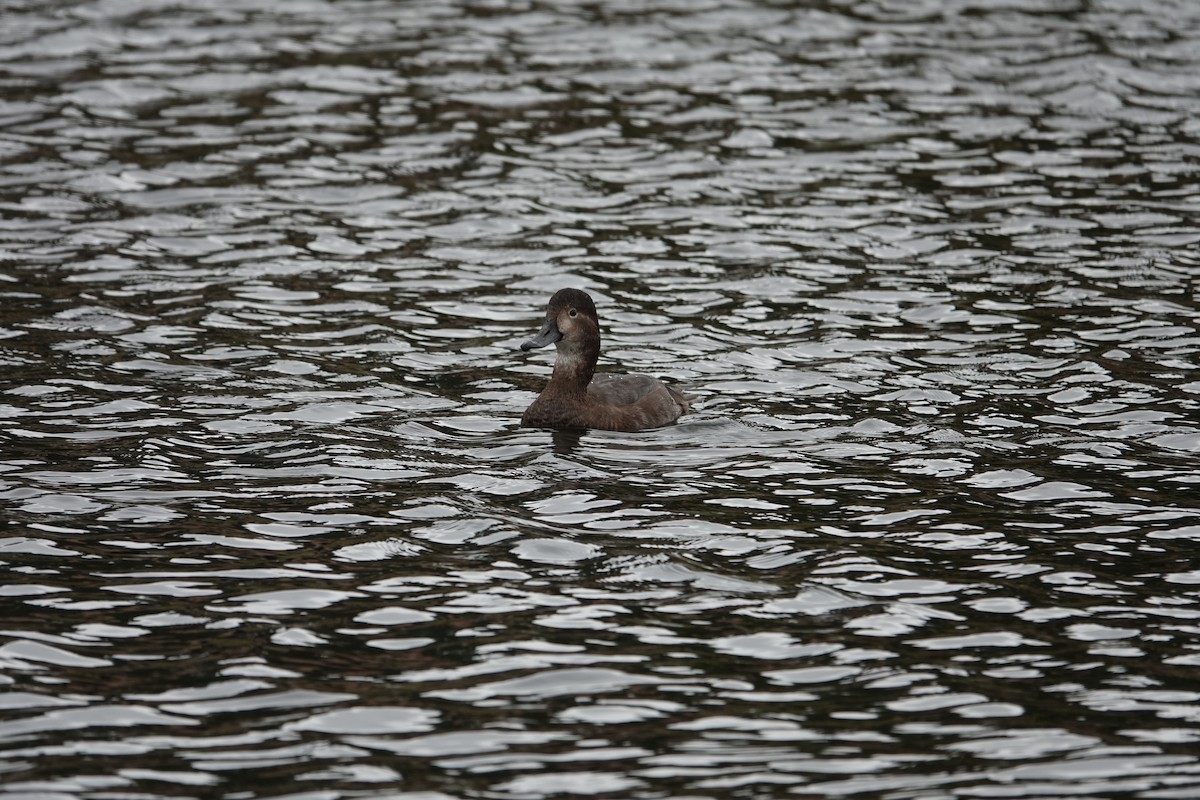 Redhead - ML646252058