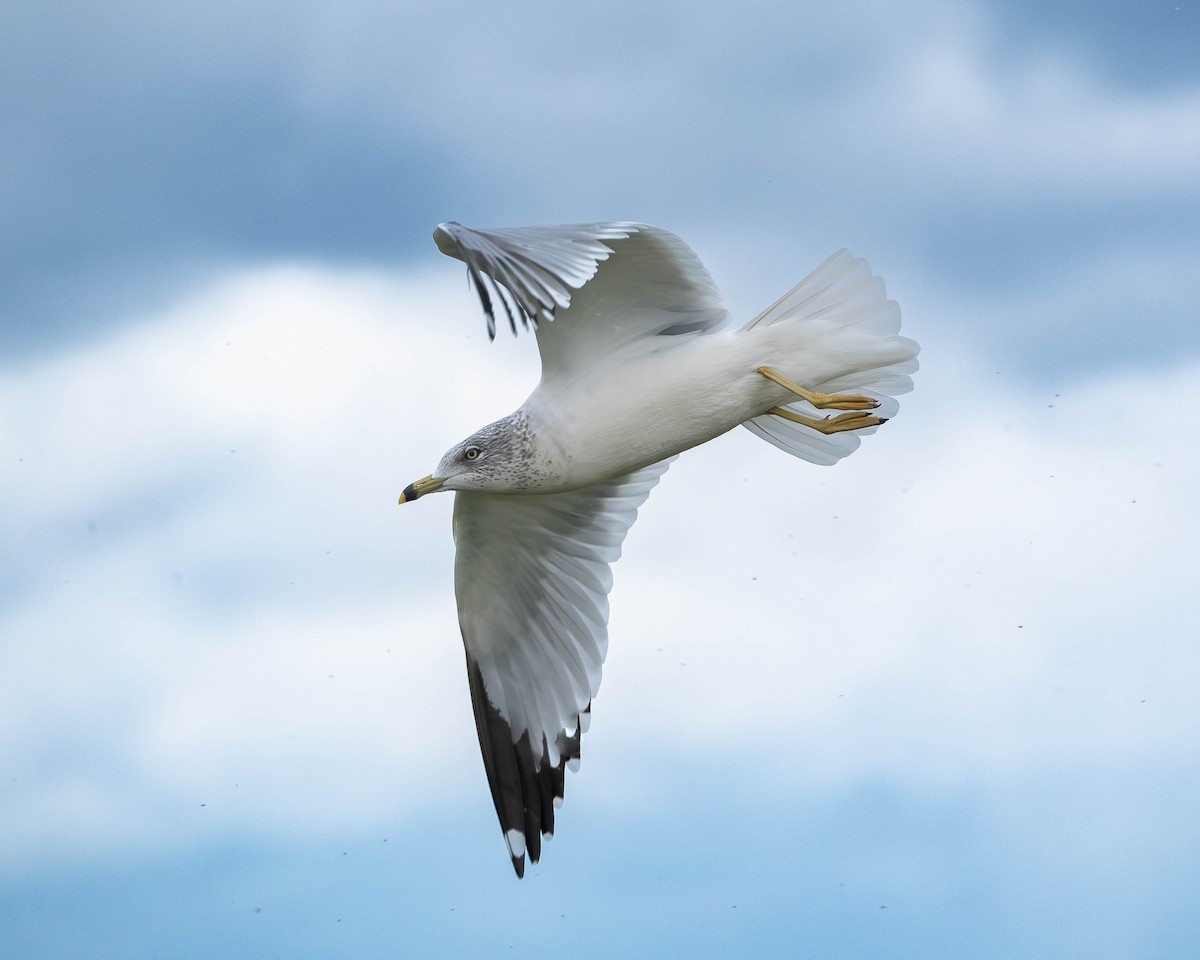 racek kroužkozobý - ML646252060