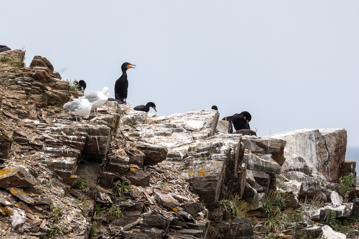 Cormoran à aigrettes - ML646252068