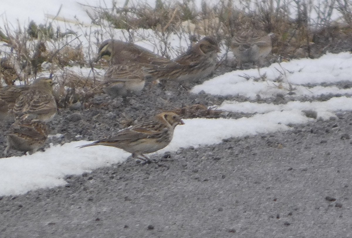 Буулгат хөмрөг - ML646252076