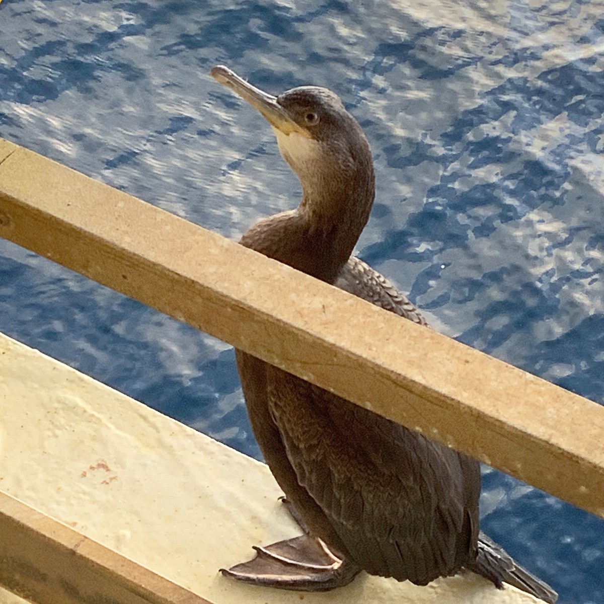 European Shag - ML646252077