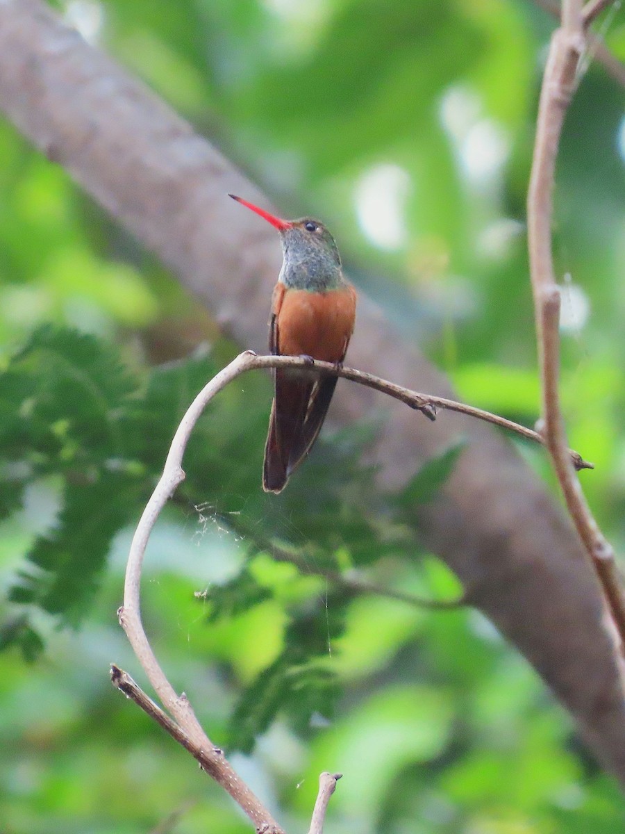 Buff-bellied Hummingbird - ML646252081