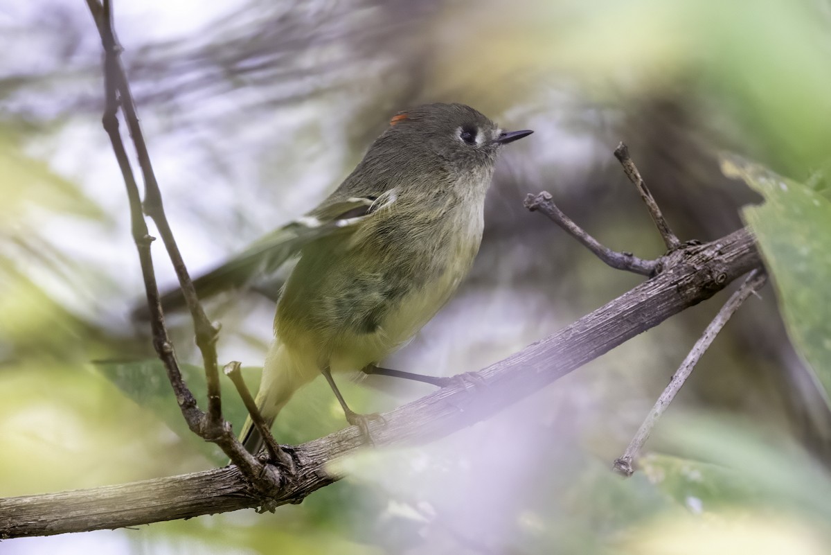 králíček americký - ML646252084