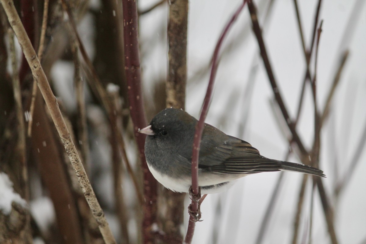 Dark-eyed Junco - ML646252085