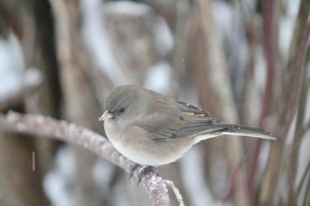 Dark-eyed Junco - ML646252086