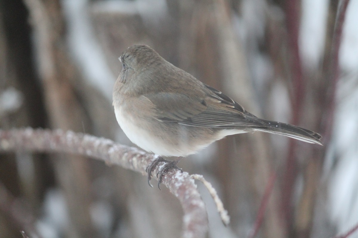 Dark-eyed Junco - ML646252087