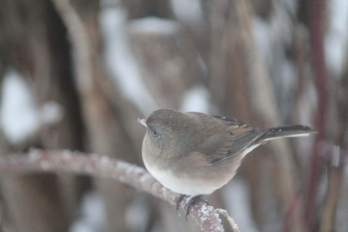 Dark-eyed Junco - ML646252089