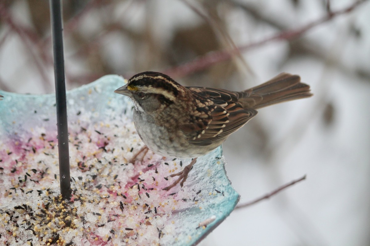 White-throated Sparrow - ML646252100