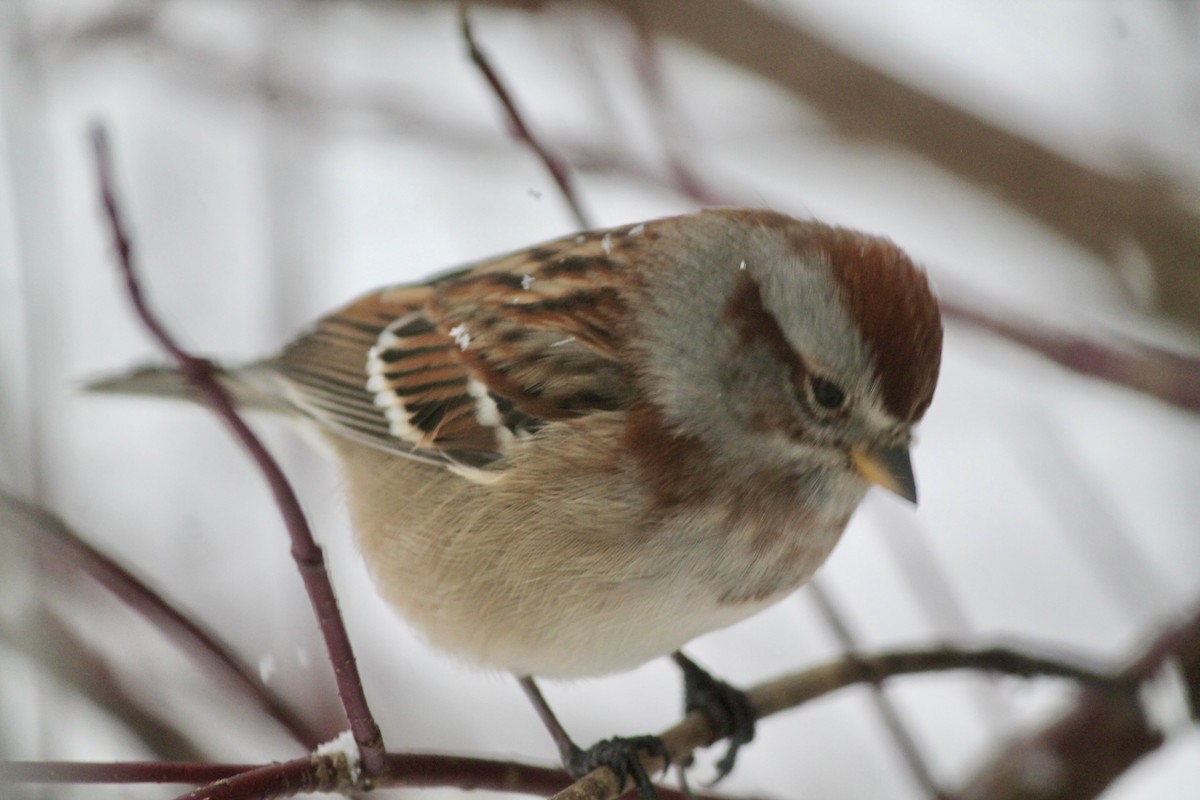 American Tree Sparrow - ML646252113