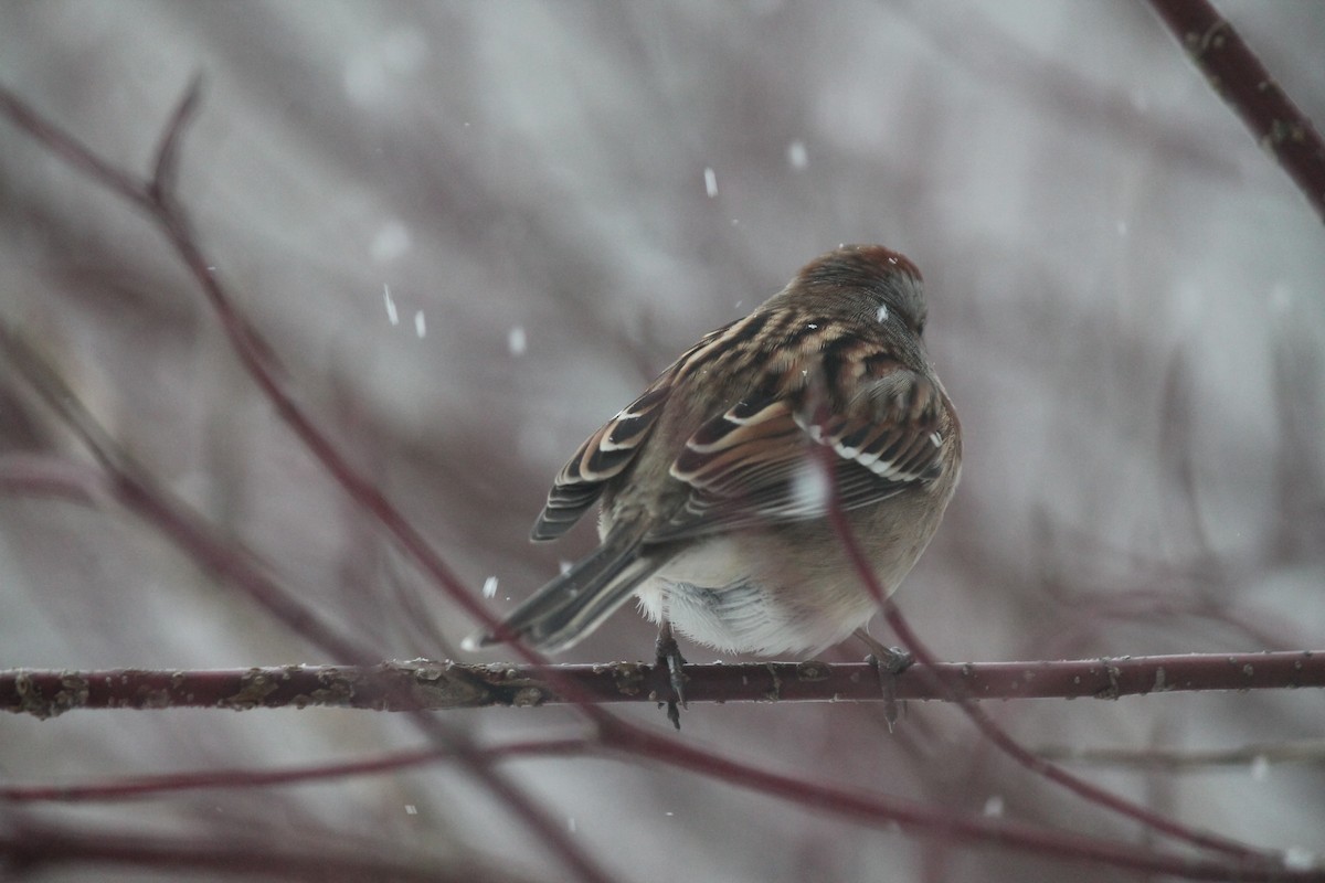 American Tree Sparrow - ML646252114