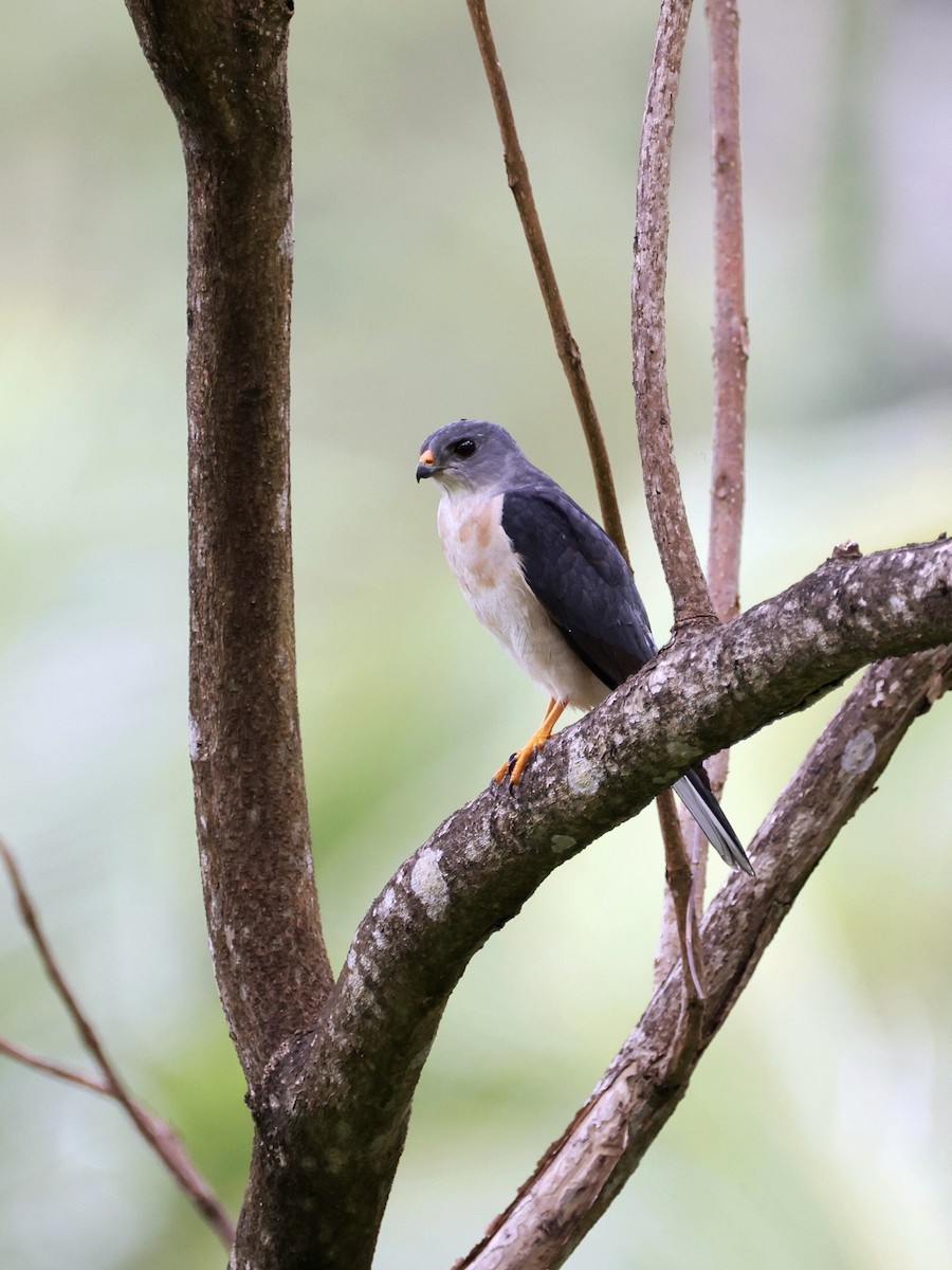 Chinese Sparrowhawk - ML646252120
