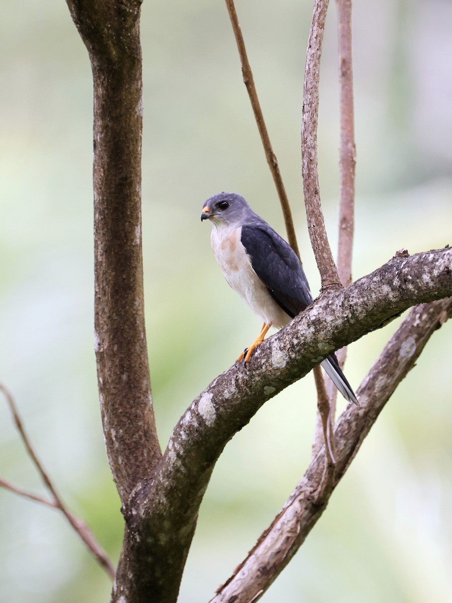 Chinese Sparrowhawk - ML646252121
