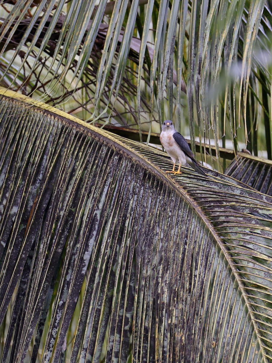 Chinese Sparrowhawk - ML646252122