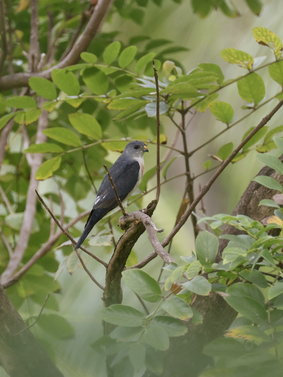 Chinese Sparrowhawk - ML646252124