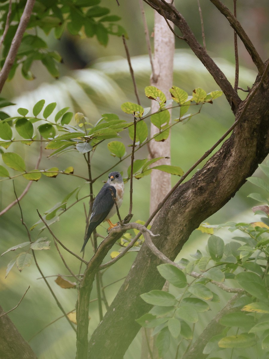 Chinese Sparrowhawk - ML646252125