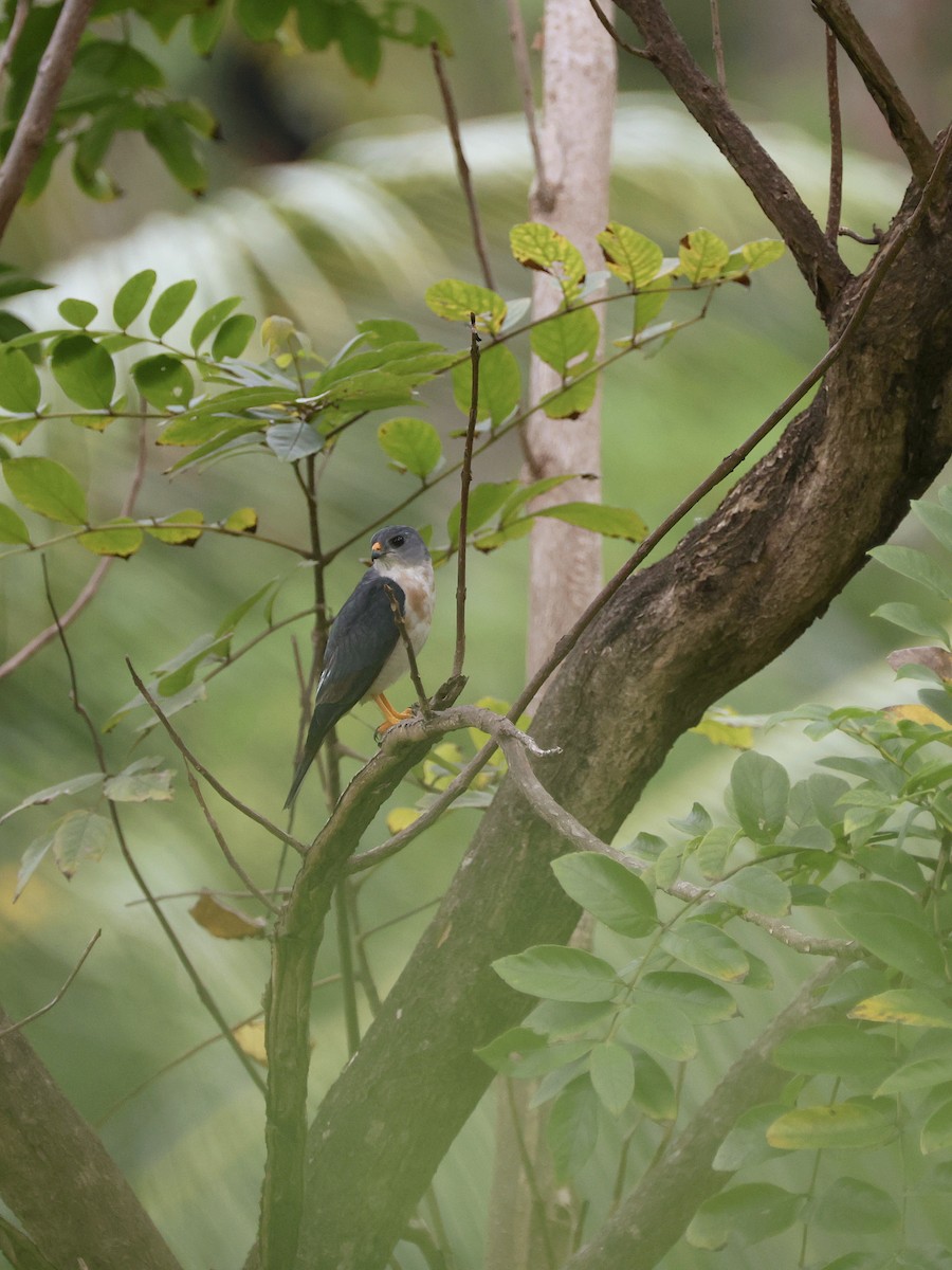 Chinese Sparrowhawk - ML646252126