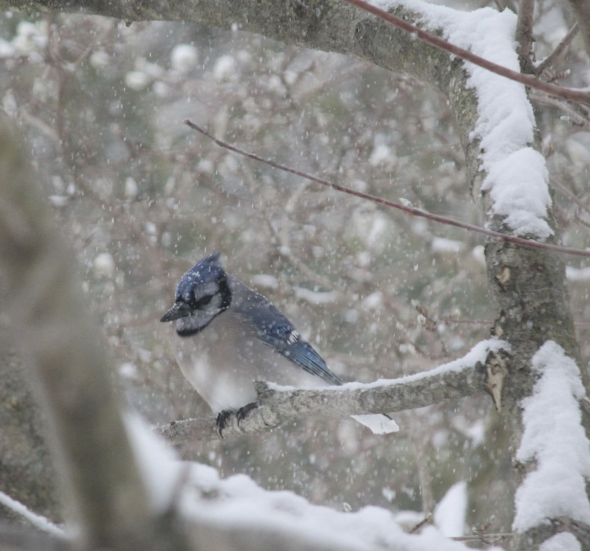 Blue Jay - ML646252132